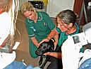 Picture, Dog Being Examined
